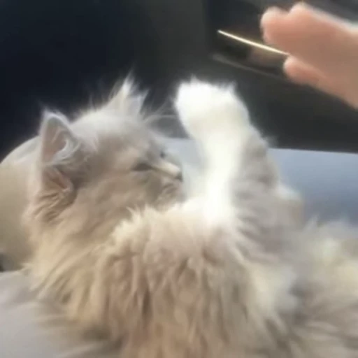 🤝 Стикер «Funny animals [gif]» для Telegram