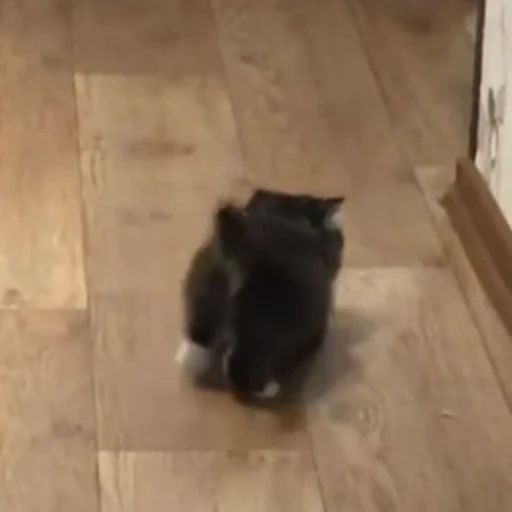 😟 Стикер «Funny animals [gif]» для Telegram