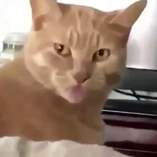 😛 Стикер «Funny animals [gif]» для Telegram
