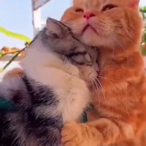 😪 Стикер «Funny animals [gif]» для Telegram