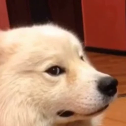 😐 Стикер «Funny animals [gif]» для Telegram