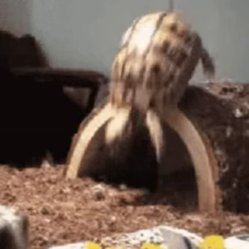 😶 Стикер «Funny animals [gif]» для Telegram