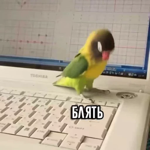 Стикерпак «Funny animals [gif]» для Telegram — обложка