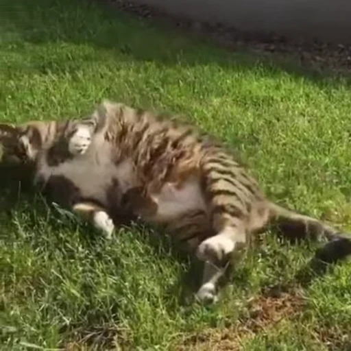 😴 Стикер «Funny animals [gif]» для Telegram