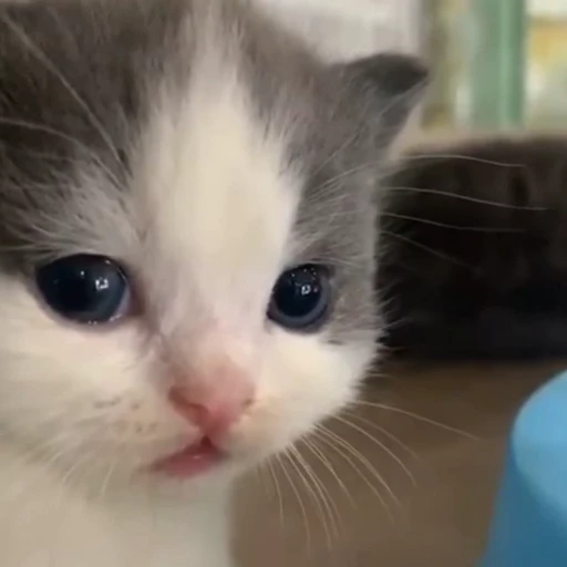 🥺 Стикер «Funny animals [gif]» для Telegram