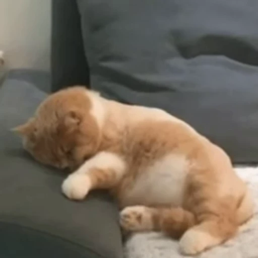 😴 Стикер «Funny animals [gif]» для Telegram