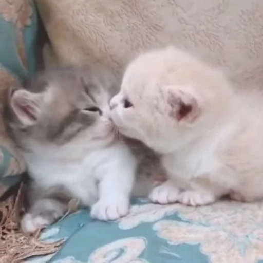 😘 Стикер «Funny animals [gif]» для Telegram