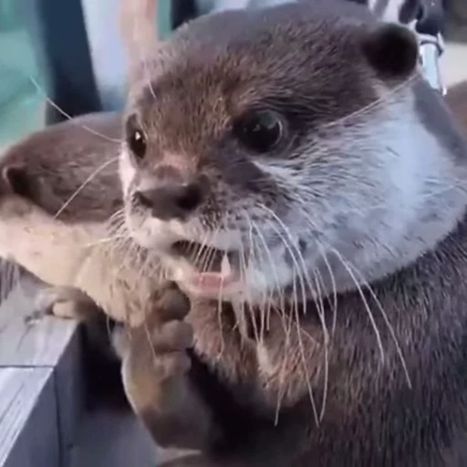 😦 Стикер «Funny animals [gif]» для Telegram