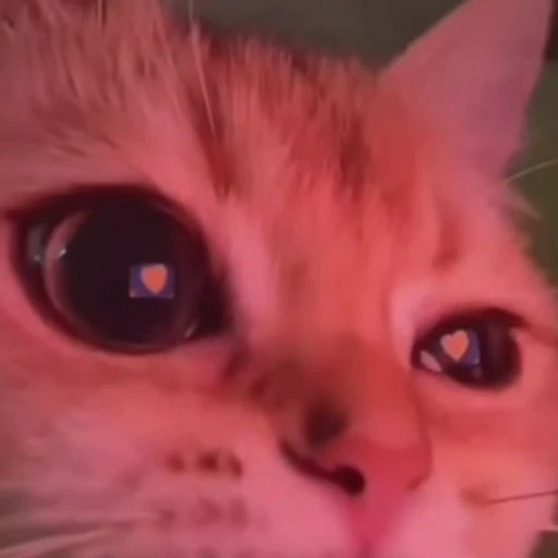 ❤️ Стикер «Funny animals [gif]» для Telegram