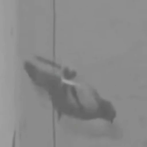 👋 Стикер «Funny animals [gif]» для Telegram