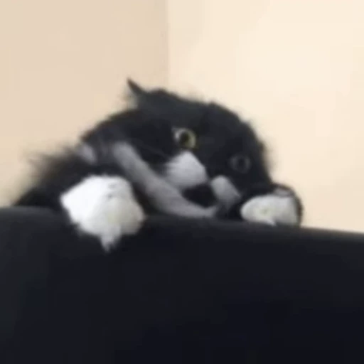 😐 Стикер «Funny animals [gif]» для Telegram