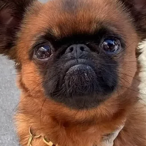 🥺 Стикер «Funny animals [gif]» для Telegram