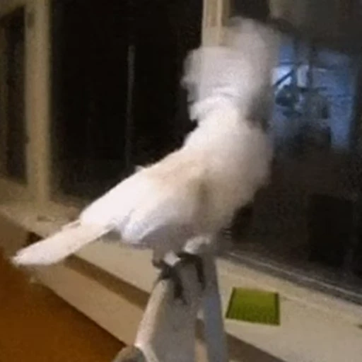 🤘 Стикер «Funny animals [gif]» для Telegram