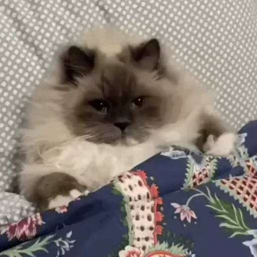 🥱 Стикер «Funny animals [gif]» для Telegram
