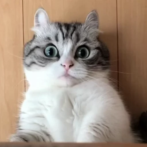 😳 Стикер «Funny animals [gif]» для Telegram