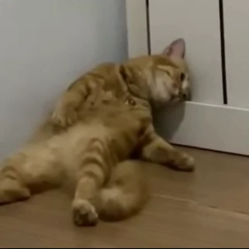 😴 Стикер «Funny animals [gif]» для Telegram