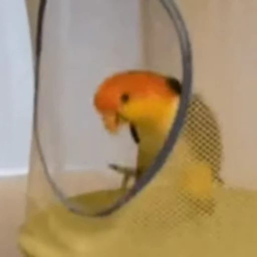 🥳 Стикер «Funny animals [gif]» для Telegram