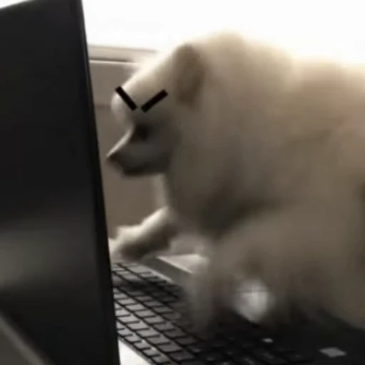 😠 Стикер «Funny animals [gif]» для Telegram