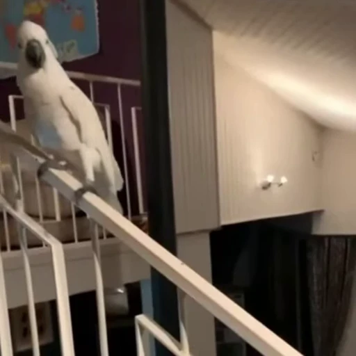 😉 Стикер «Funny animals [gif]» для Telegram
