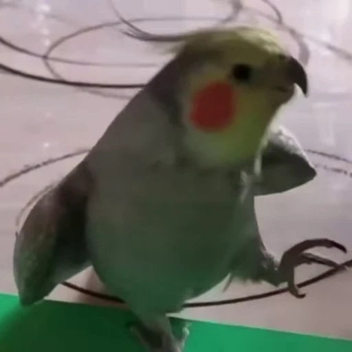 🤩 Стикер «Funny animals [gif]» для Telegram