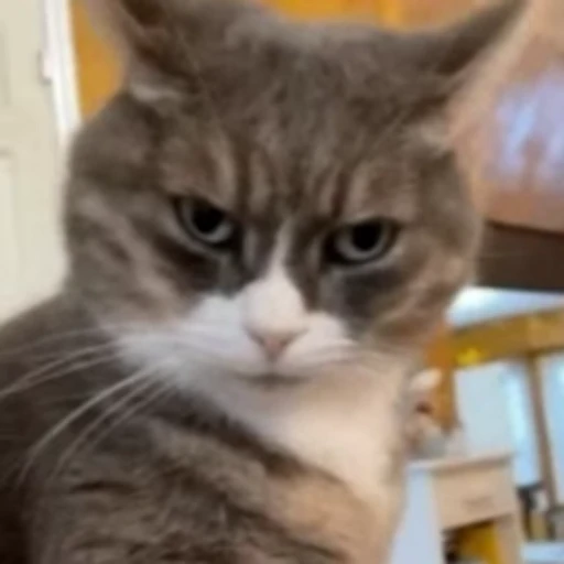 🤓 Стикер «Funny animals [gif]» для Telegram