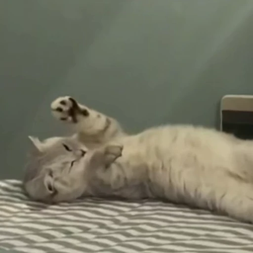 🤦‍♀️ Стикер «Funny animals [gif]» для Telegram
