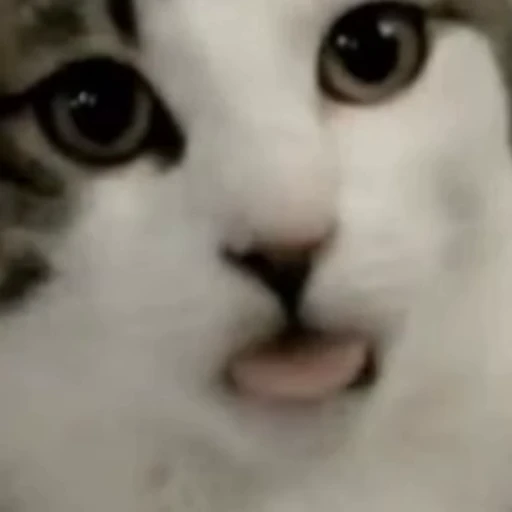 😛 Стикер «Funny animals [gif]» для Telegram
