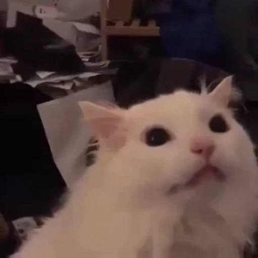 😤 Стикер «Funny animals [gif]» для Telegram
