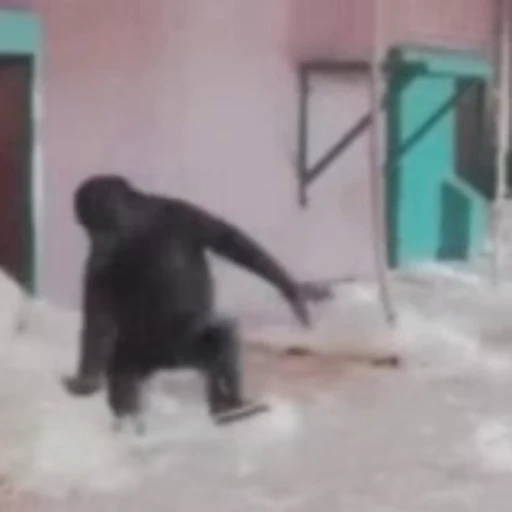 💅 Стикер «Funny animals [gif]» для Telegram