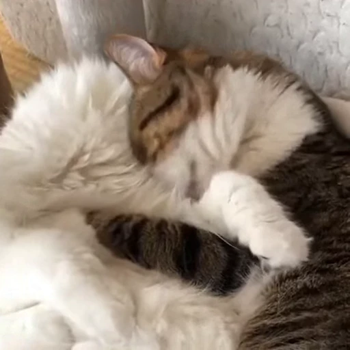 🥰 Стикер «Funny animals [gif]» для Telegram