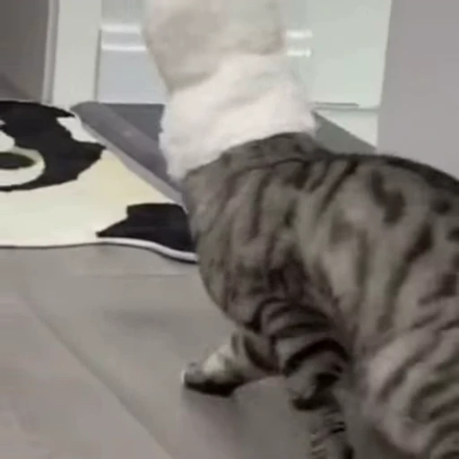 😐 Стикер «Funny animals [gif]» для Telegram