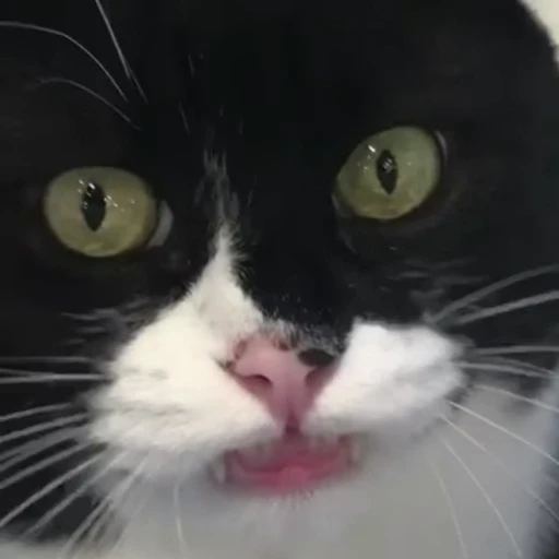 🤓 Стикер «Funny animals [gif]» для Telegram