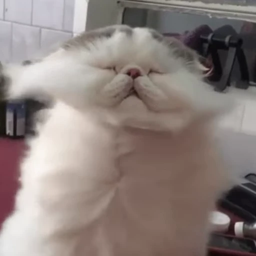 😮‍💨 Стикер «Funny animals [gif]» для Telegram