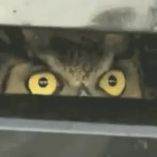 🤓 Стикер «Funny animals [gif]» для Telegram