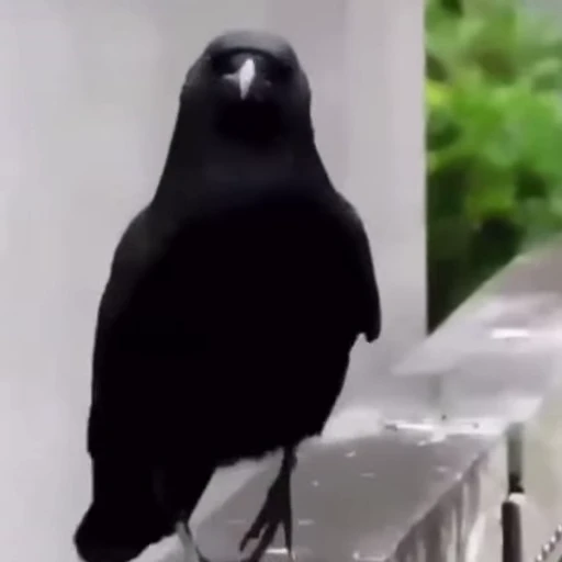 😌 Стикер «Funny animals [gif]» для Telegram