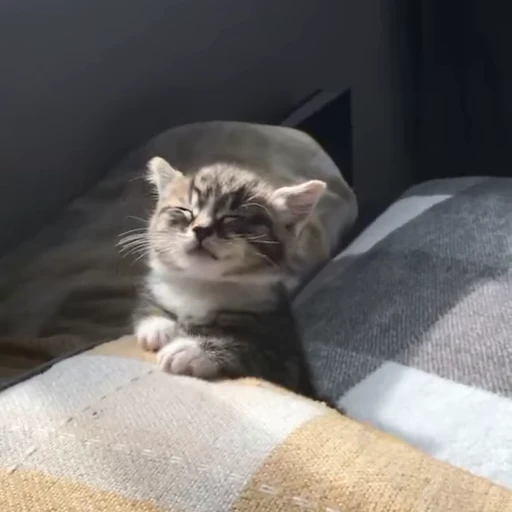 😴 Стикер «Funny animals [gif]» для Telegram