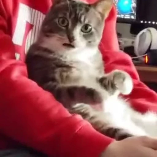 😦 Стикер «Funny animals [gif]» для Telegram