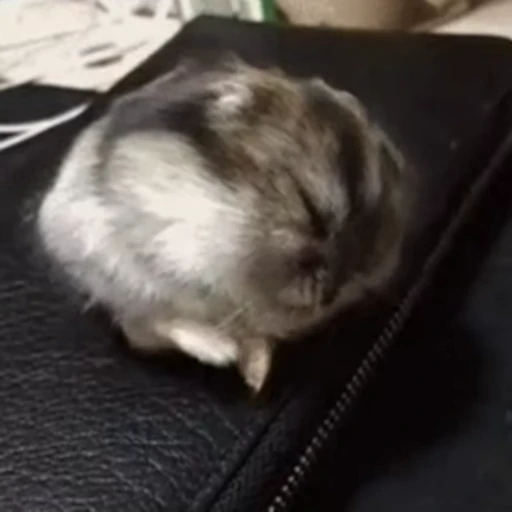 😴 Стикер «Funny animals [gif]» для Telegram