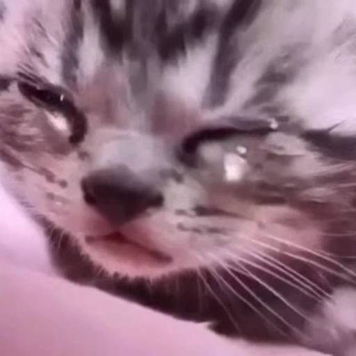😪 Стикер «Funny animals [gif]» для Telegram