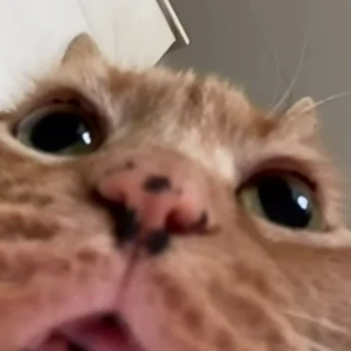 😯 Стикер «Funny animals [gif]» для Telegram