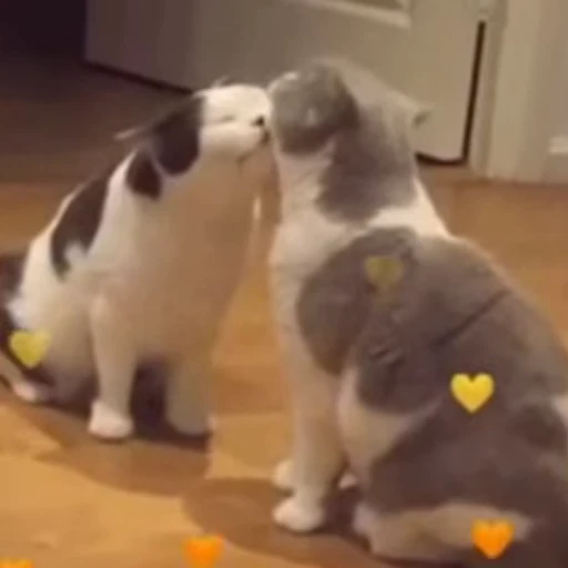 ❤️ Стикер «Funny animals [gif]» для Telegram