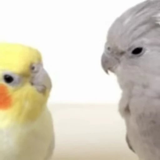 🥰 Стикер «Funny animals [gif]» для Telegram