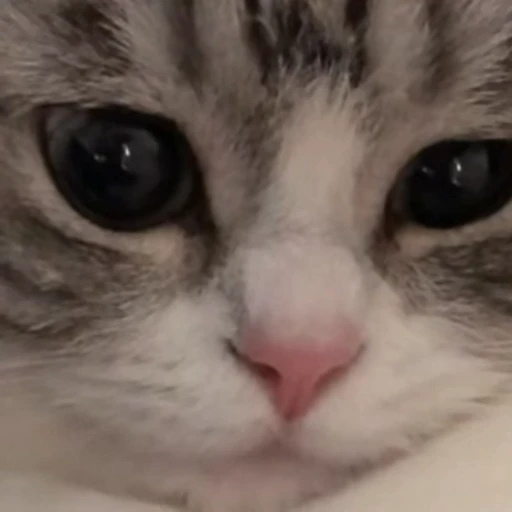☹️ Стикер «Funny animals [gif]» для Telegram