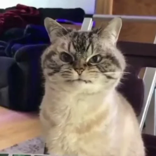 😣 Стикер «Funny animals [gif]» для Telegram