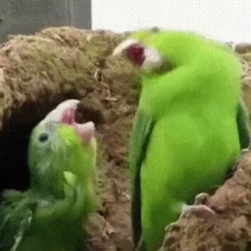 🕺 Стикер «Funny animals [gif]» для Telegram