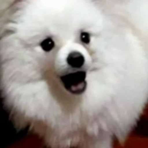 😦 Стикер «Funny animals 2 [gif]» для Telegram