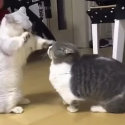 😤 Стикер «Funny animals 2 [gif]» для Telegram