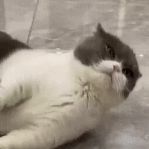 🥱 Стикер «Funny animals 2 [gif]» для Telegram