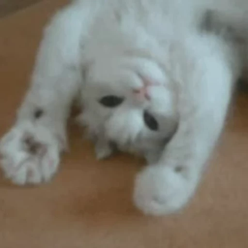 🤪 Стикер «Funny animals 2 [gif]» для Telegram