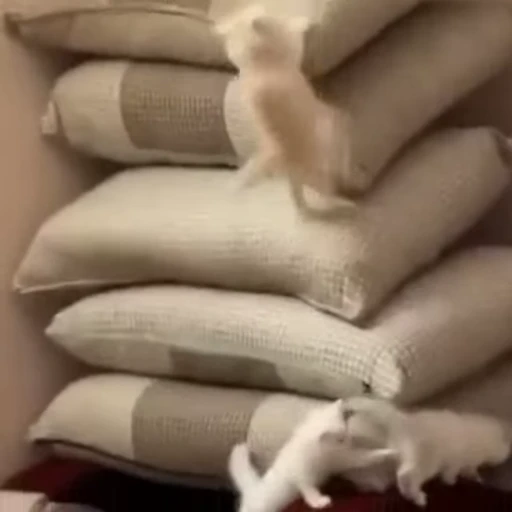 😵‍💫 Стикер «Funny animals 2 [gif]» для Telegram